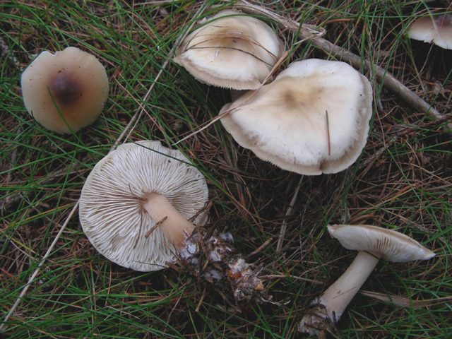 Escursione in Panarotta...con Russula